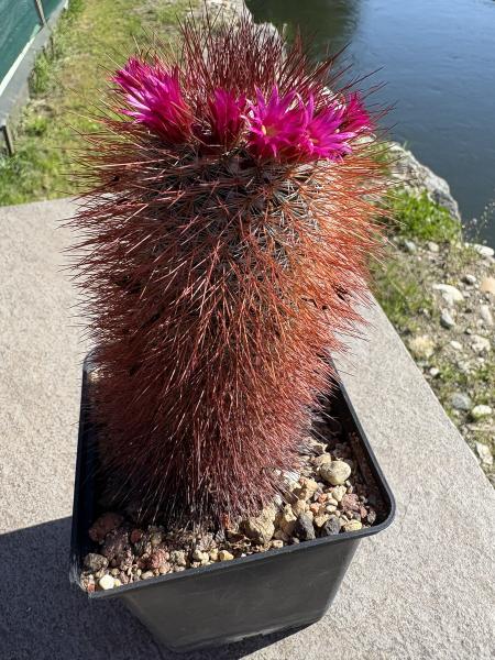 Mammillaria spinosissima